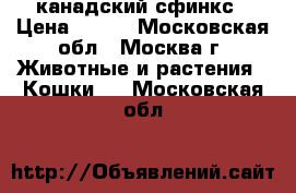 канадский сфинкс › Цена ­ 300 - Московская обл., Москва г. Животные и растения » Кошки   . Московская обл.